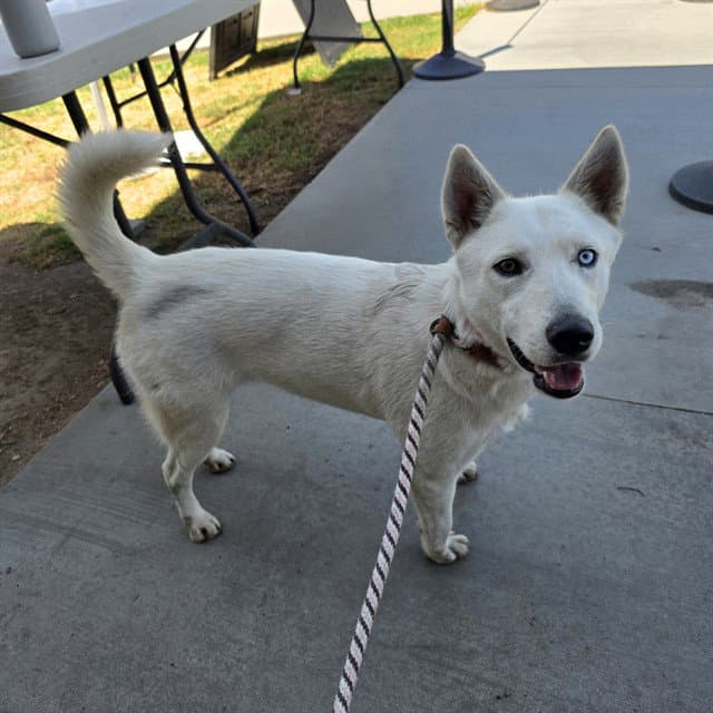 Aurora - Siberian Husky