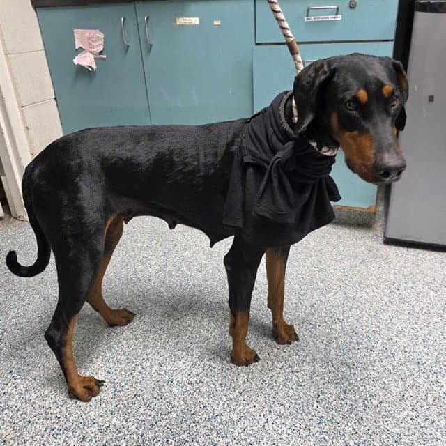 Hera - Doberman Pinscher