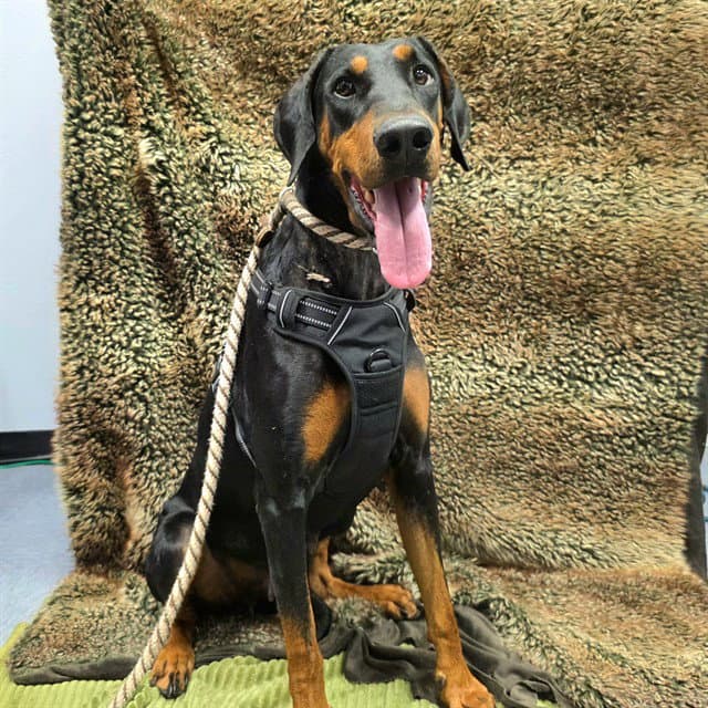 Hera - Doberman Pinscher