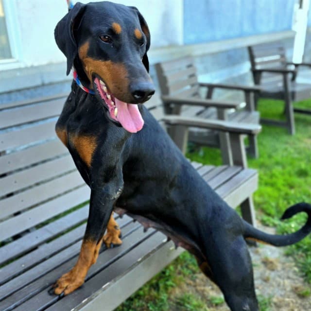 Hera - Doberman Pinscher