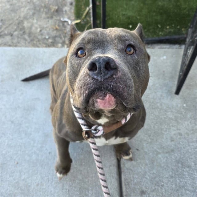 Luscious - Pit Bull Terrier