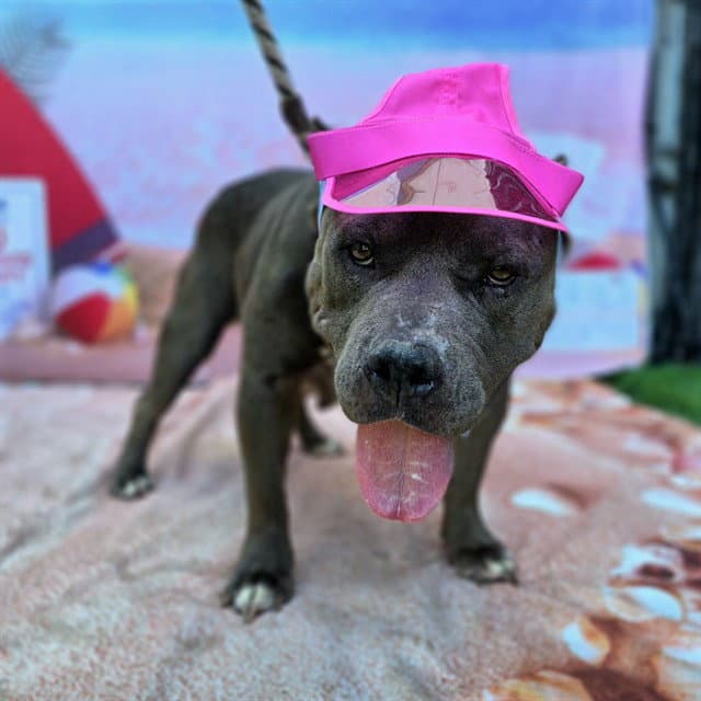 Luscious - Pit Bull Terrier