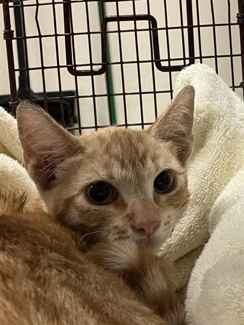 Rupert - Domestic Short Hair