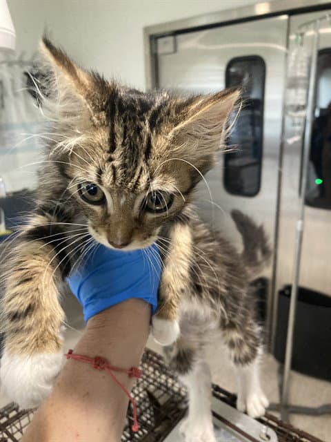 Sydney - Domestic Medium Hair