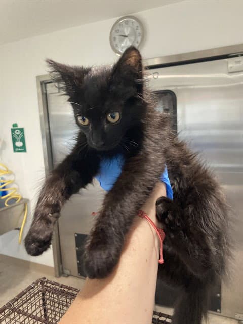 Jet - Domestic Medium Hair