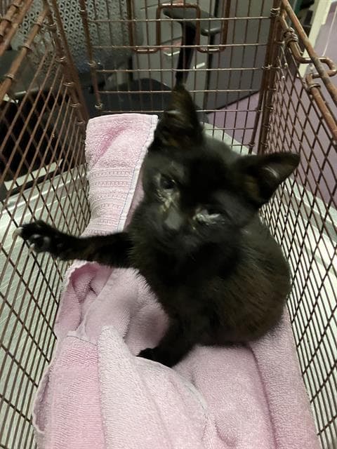 Max - Domestic Short Hair