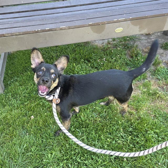 Peperoncino - Chihuahua