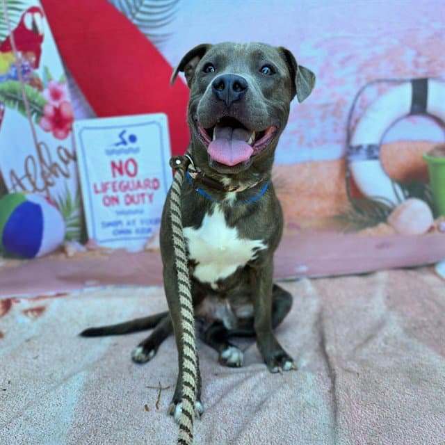 Platypus - Pit Bull Terrier