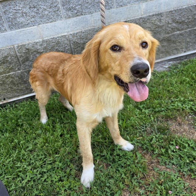 Hanson - Golden Retriever