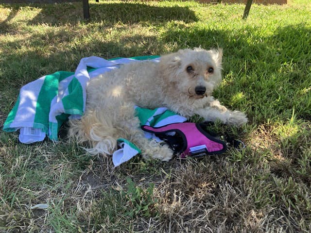 Ollie - Terrier
