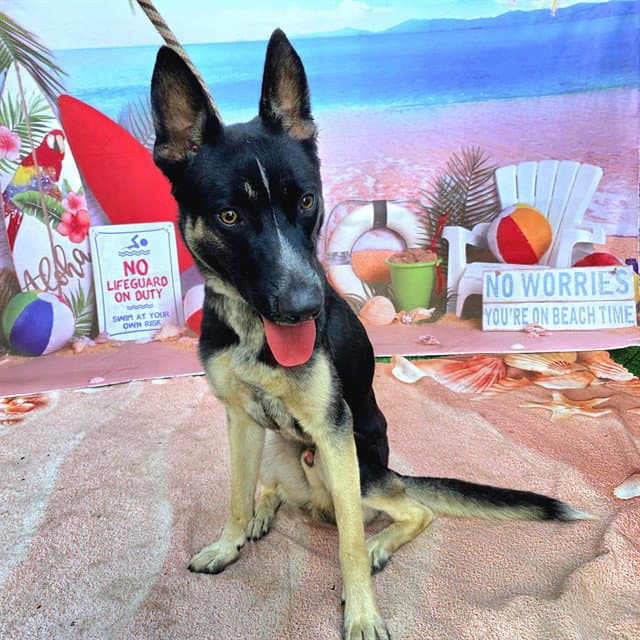 Parker - German Shepherd Dog