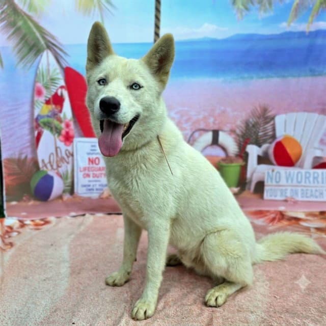 Leslie - Husky