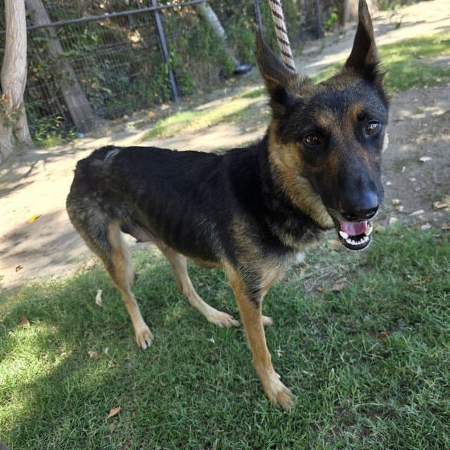Willow - German Shepherd Dog