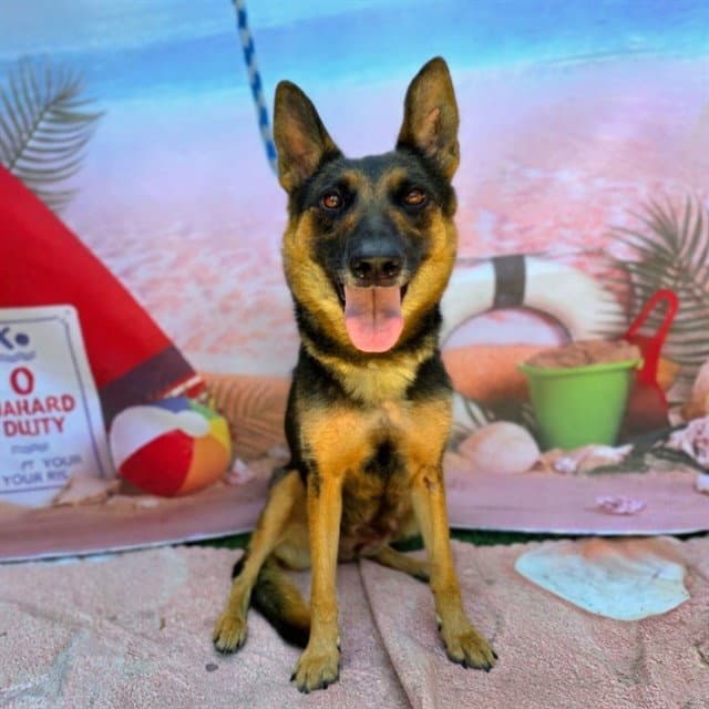 Willow - German Shepherd Dog