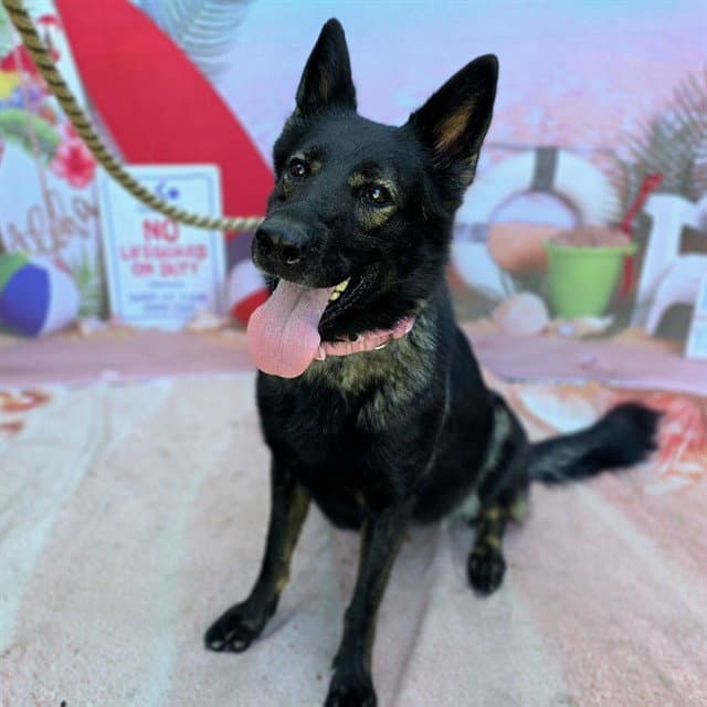 Finn - German Shepherd Dog