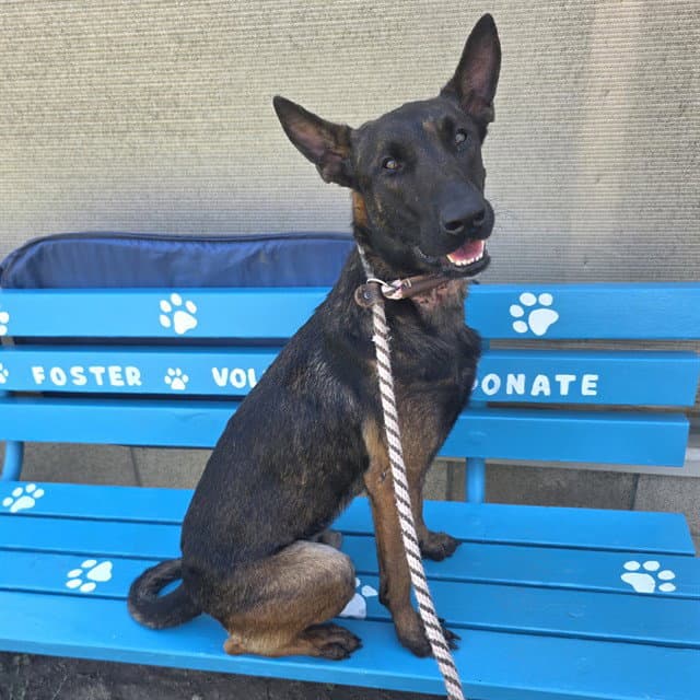 Niko - Belgian Shepherd Malinois