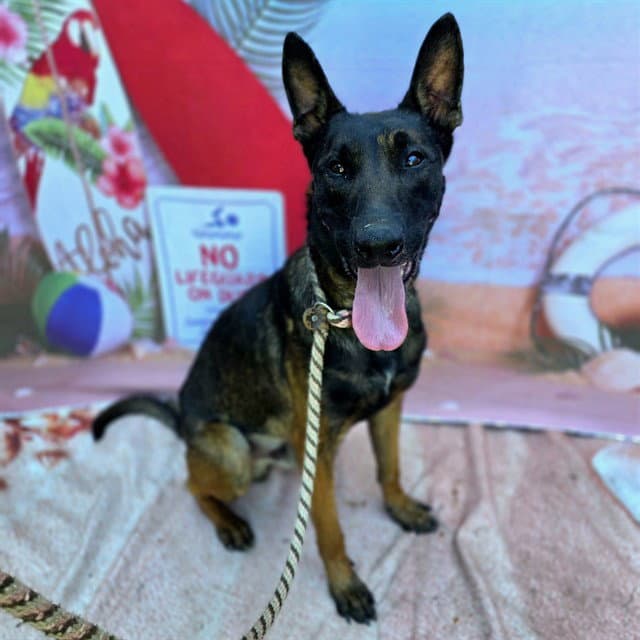 Niko - Belgian Shepherd Malinois