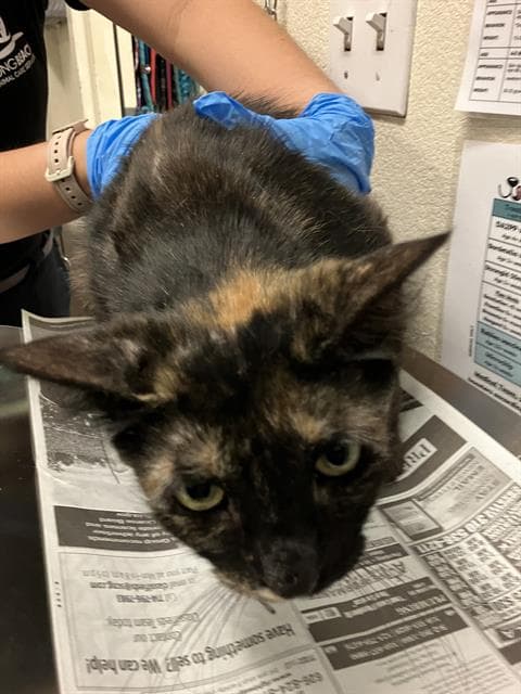 Jubilee - Domestic Short Hair