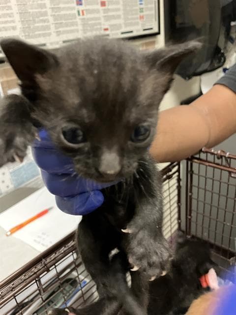 Chicago - Domestic Short Hair