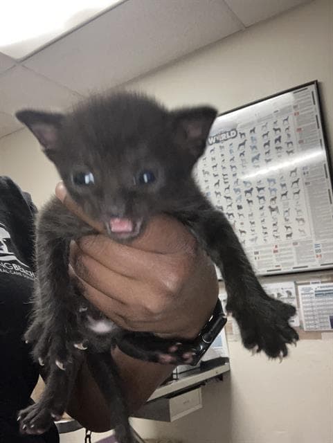 Japan - Domestic Short Hair