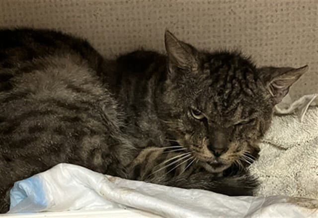 Dalton - Domestic Short Hair