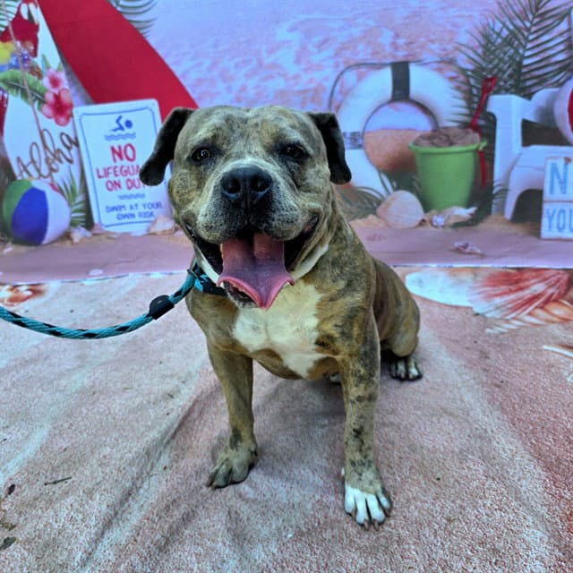 Baccarat - Pit Bull Terrier