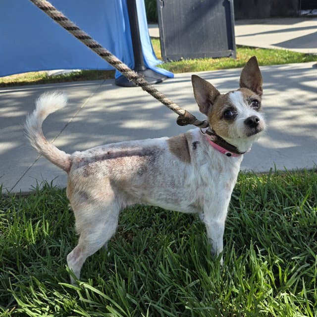 Sugar Cube - Chihuahua