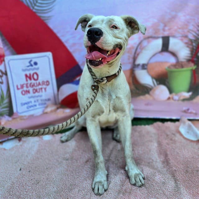 Shirley - American Pit Bull Terrier