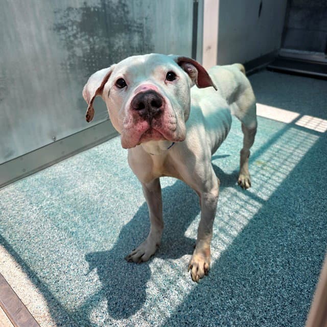 Jupiter - Pit Bull Terrier