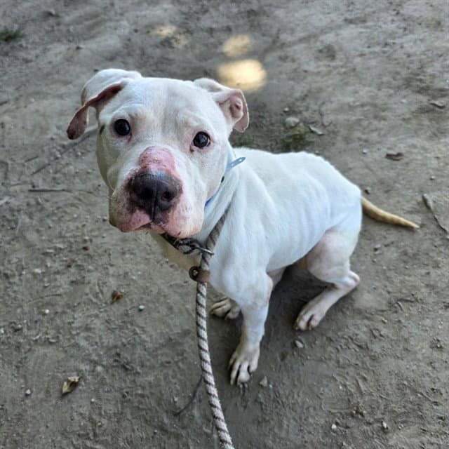 Jupiter - Pit Bull Terrier