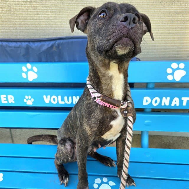 Darling - Pit Bull Terrier
