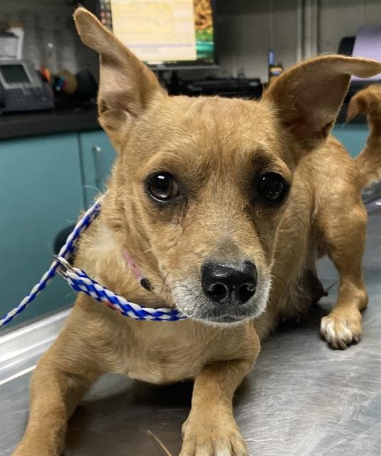 Unnamed - Chihuahua