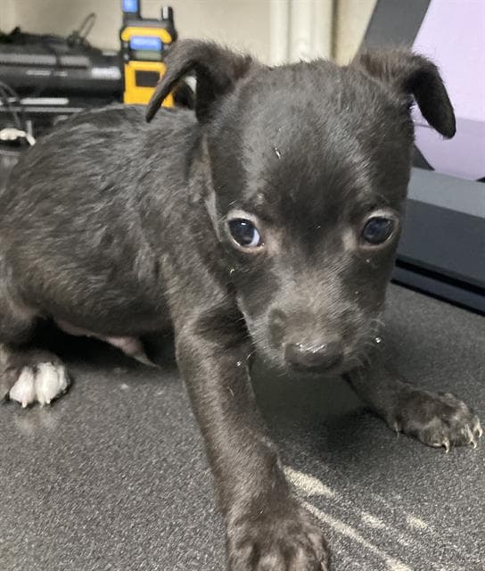 Unnamed - Chihuahua
