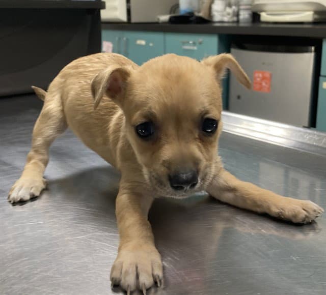 Unnamed - Chihuahua