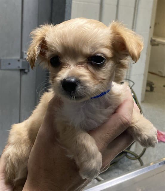 Unnamed - Chihuahua
