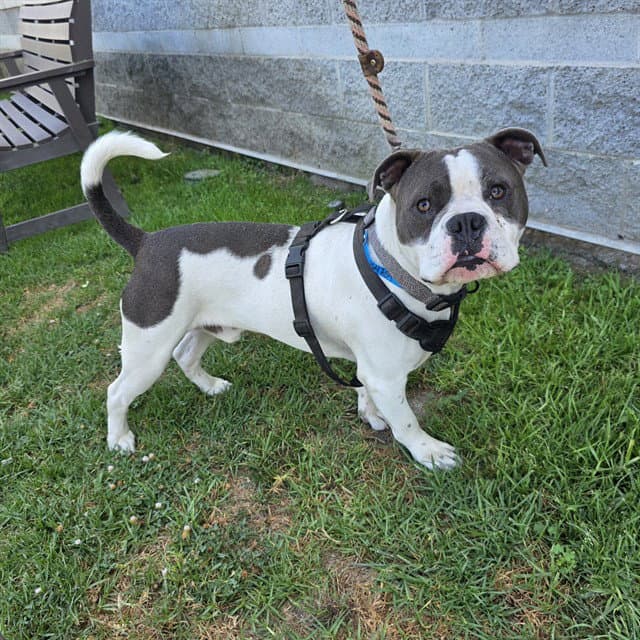 Patton - American Bulldog