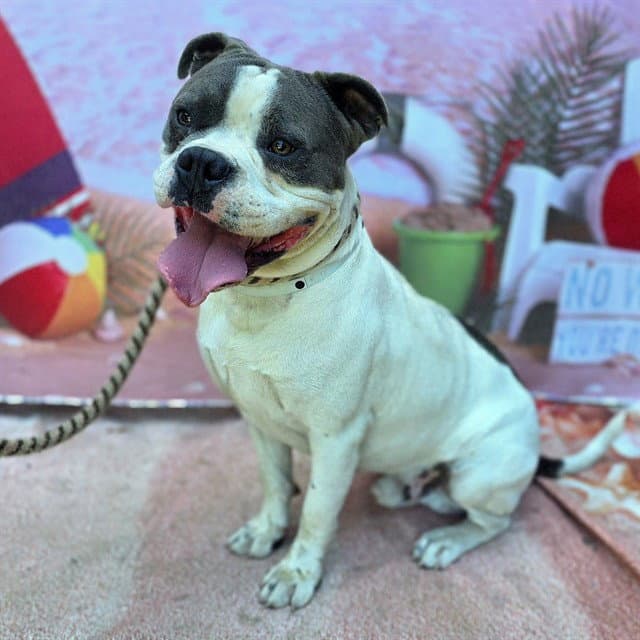 Patton - American Bulldog