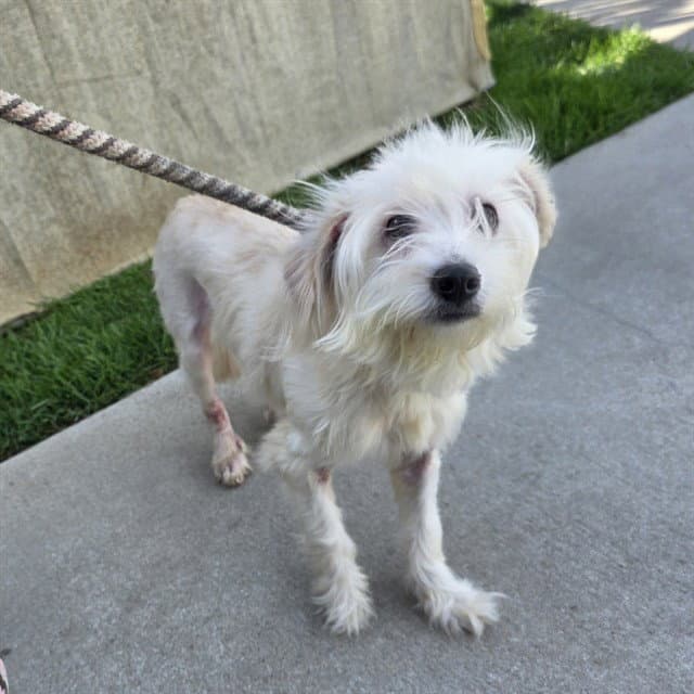 Dierdre - Terrier