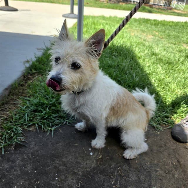 Newt - Cairn Terrier