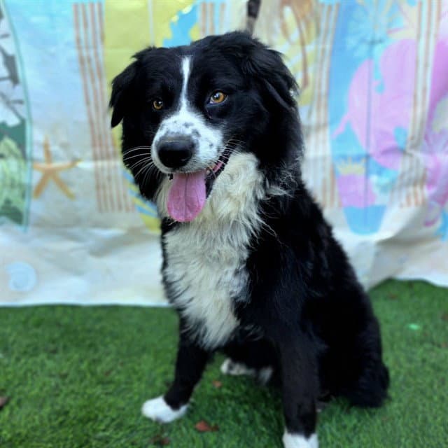 Fabian - Border Collie