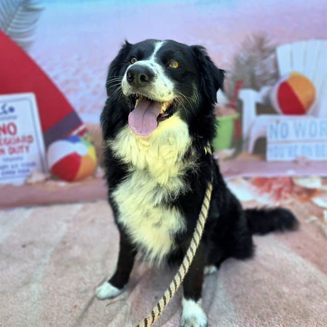 Fabian - Border Collie