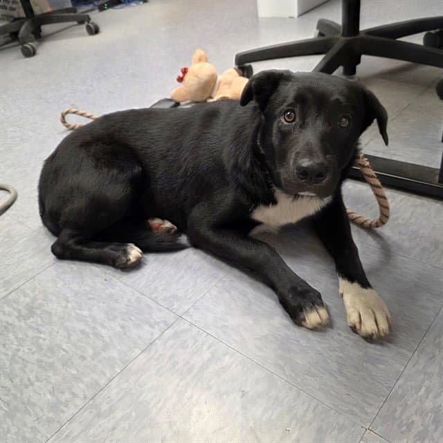 Catalina - Labrador Retriever