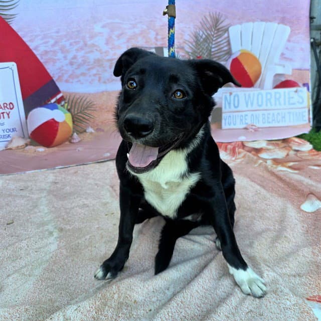 Catalina - Labrador Retriever