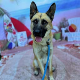 Rocko image 1