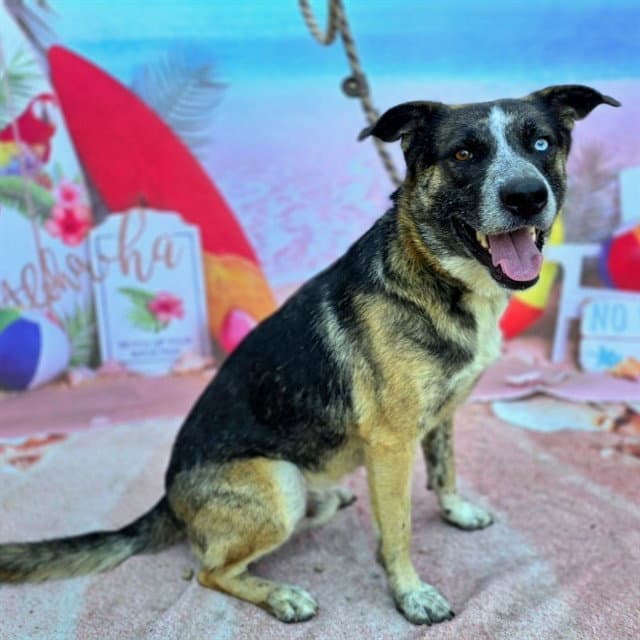 Reese - German Shepherd Dog