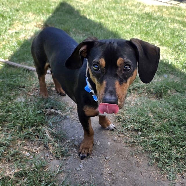 Goliath - Dachshund