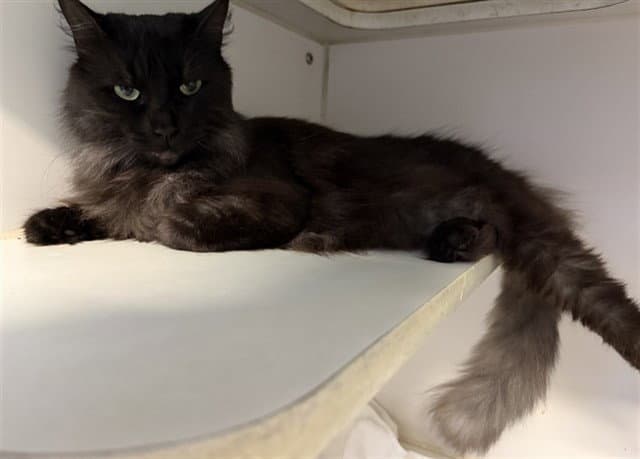 Prada - Domestic Long Hair