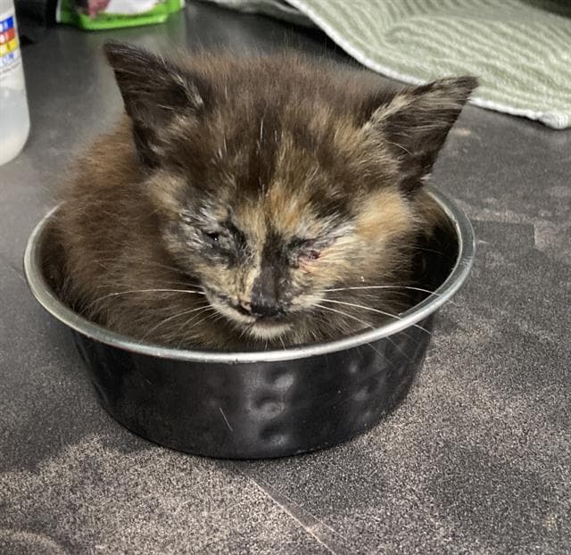 Cocoa - Domestic Medium Hair