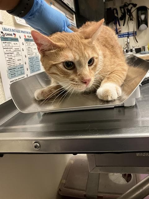 Cheddarsox - Domestic Short Hair