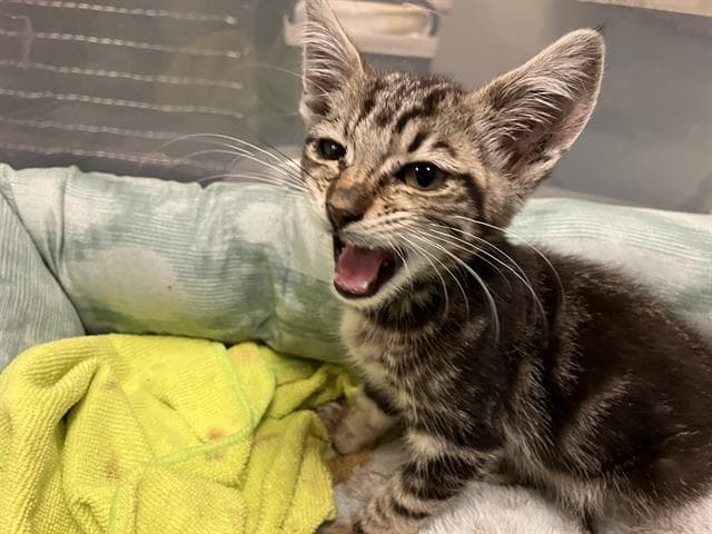 Wima - Domestic Short Hair
